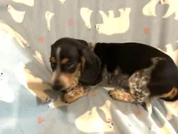 Mr. Coon Dog, a male Miniature Dachshund for sale in Inman, SC – 1 of 5