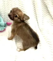 Tiny Little Bear, a male Chihuahua for sale in Inman, SC – 6 of 7