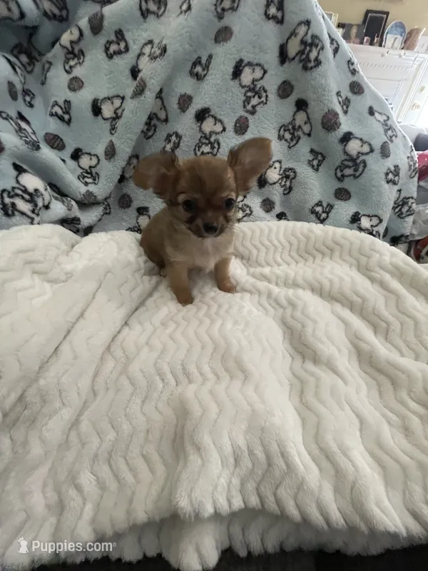 Tiny Little Bear (Pocket book baby) – Chihuahua puppy for sale in Inman, SC