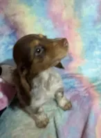 Ms. Fancy, a female Miniature Dachshund for sale in Inman, SC – 6 of 7