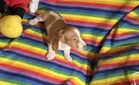 Mr Red, a male Miniature Dachshund for sale in Inman, SC – 3 of 5