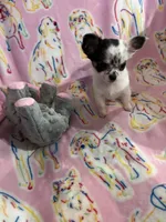 Little Teeny Tiny Diva, a female Chihuahua for sale in Inman, SC – 1 of 6
