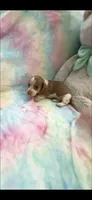Sweet Daisy, a female Miniature Dachshund for sale in Inman, SC – 2 of 3
