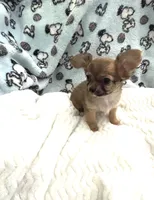 Tiny Little Bear, a male Chihuahua for sale in Inman, SC – 7 of 7