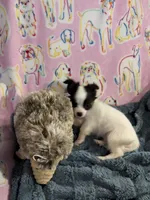 Romeo, a male Chihuahua for sale in Inman, SC – 6 of 6