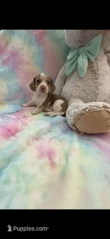 Sweet Daisy – Miniature Dachshund puppy for sale in Inman, SC