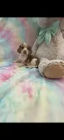Sweet Daisy, a female Miniature Dachshund for sale in Inman, SC – 1 of 3