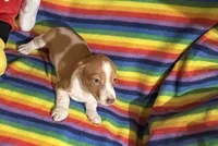 Mr Red with blue eyes, a male Miniature Dachshund for sale in Inman, SC – 5 of 7