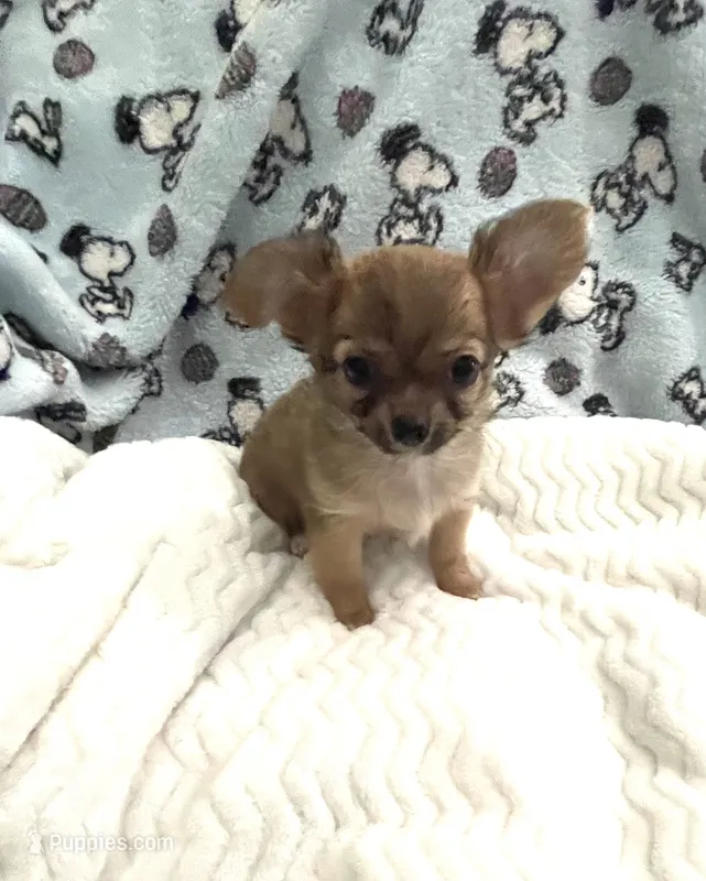 Tiny Little Bear (Pocket book baby) – Chihuahua puppy for sale in Inman, SC