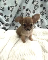 Tiny Little Bear, a male Chihuahua for sale in Inman, SC – 1 of 7