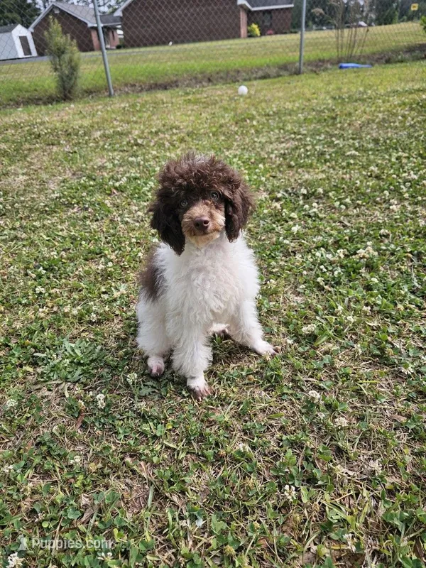 Twix – Poodle - Toy  puppy for sale in Dunn, NC