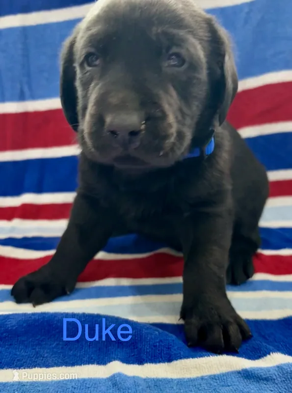 Duke – Labrador Retriever puppy for sale in Fayetteville, OH