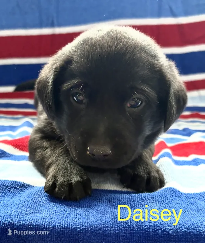 Daisey – Labrador Retriever puppy for sale in Fayetteville, OH