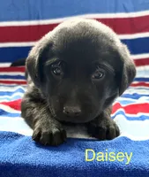 Daisey, a female Labrador Retriever for sale in Fayetteville, OH – 1 of 4