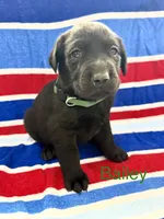 Bailey, a female Labrador Retriever for sale in Fayetteville, OH – 2 of 6