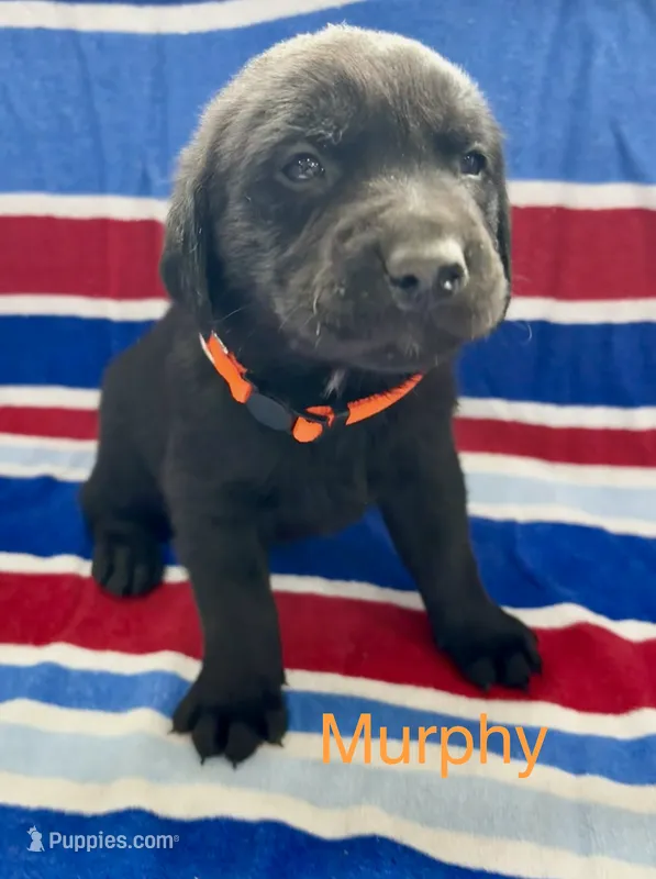 Murphy – Labrador Retriever puppy for sale in Fayetteville, OH