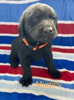 Murphy, a male Labrador Retriever for sale in Fayetteville, OH – 1 of 6