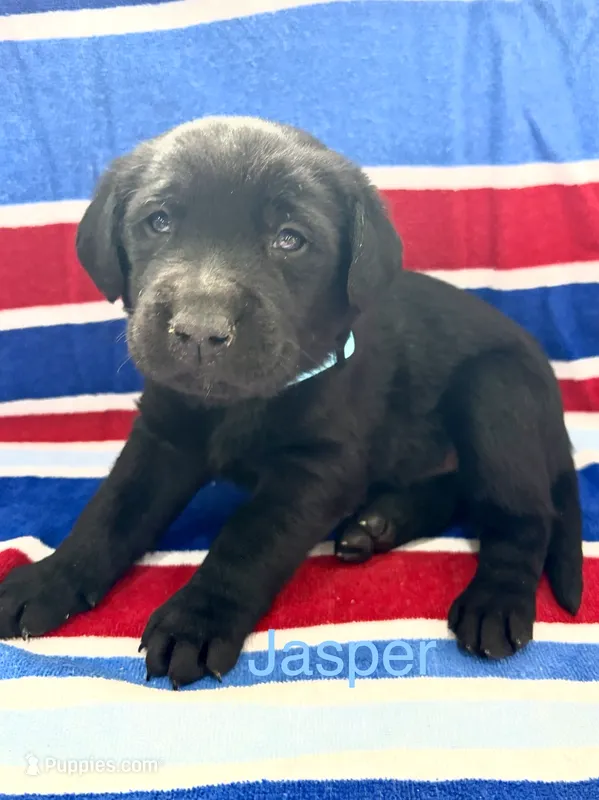 Jasper – Labrador Retriever puppy for sale in Fayetteville, OH