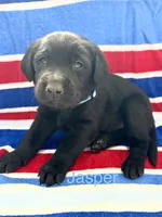 Jasper, a male Labrador Retriever for sale in Fayetteville, OH – 1 of 4