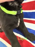Layla, a female Labrador Retriever for sale in Fayetteville, OH – 4 of 6