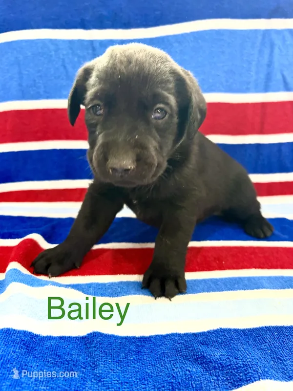 Bailey – Labrador Retriever puppy for sale in Fayetteville, OH