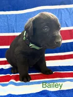 Bailey, a female Labrador Retriever for sale in Fayetteville, OH – 3 of 6