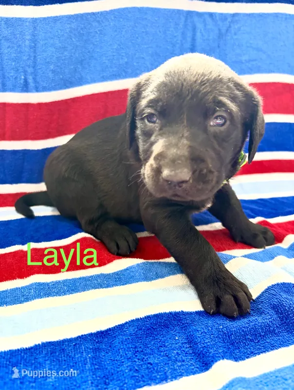 Layla – Labrador Retriever puppy for sale in Fayetteville, OH