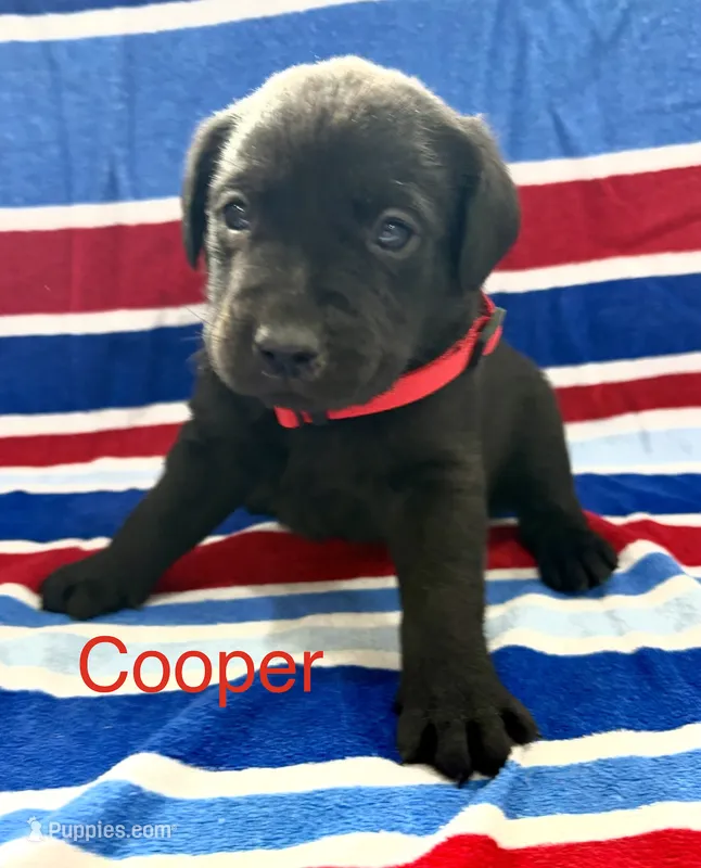 Cooper – Labrador Retriever puppy for sale in Fayetteville, OH