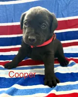 Cooper, a male Labrador Retriever for sale in Fayetteville, OH – 1 of 5
