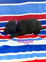 Maggie, a female Labrador Retriever for sale in Fayetteville, OH – 2 of 4