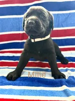 Millie, a female Labrador Retriever for sale in Fayetteville, OH – 2 of 6