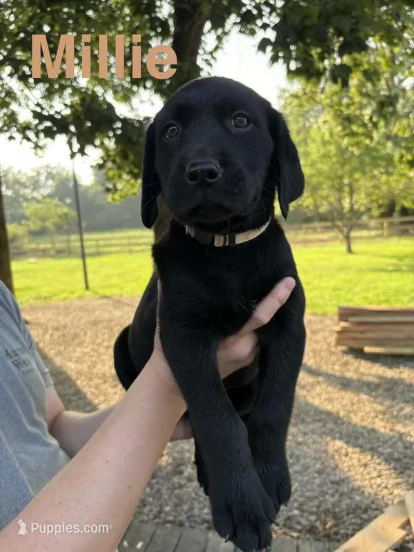 Millie – Labrador Retriever puppy for sale in Fayetteville, OH