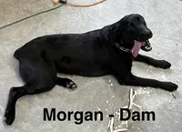 Minnie, a female Labrador Retriever for sale in Fayetteville, OH – 3 of 4