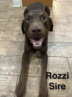 Millie, a female Labrador Retriever for sale in Fayetteville, OH – 6 of 6