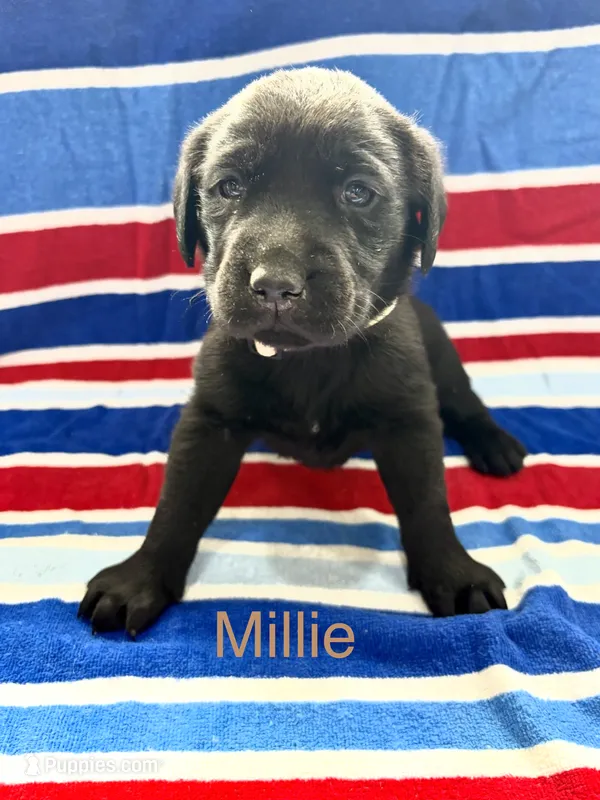 Millie – Labrador Retriever puppy for sale in Fayetteville, OH