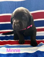 Minnie, a female Labrador Retriever for sale in Fayetteville, OH – 2 of 4
