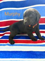 Murphy, a male Labrador Retriever for sale in Fayetteville, OH – 2 of 6