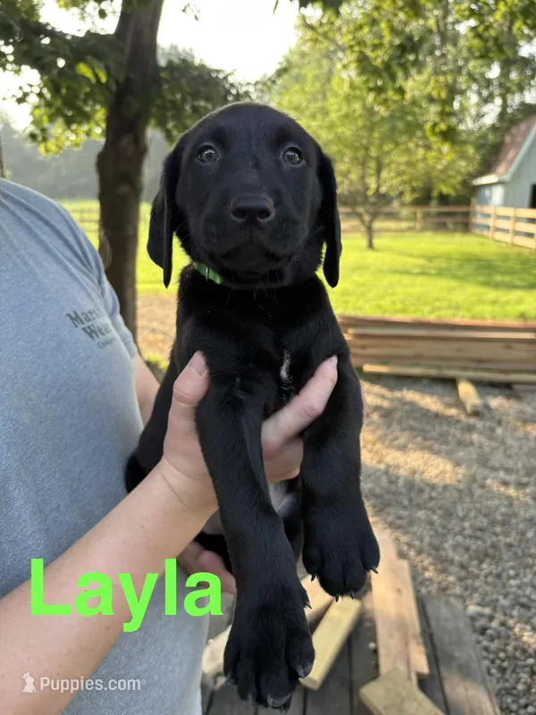 Layla – Labrador Retriever puppy for sale in Fayetteville, OH