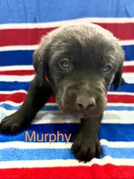 Murphy, a male Labrador Retriever for sale in Fayetteville, OH – 3 of 6