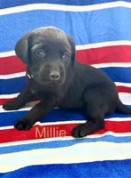 Millie, a female Labrador Retriever for sale in Fayetteville, OH – 4 of 6