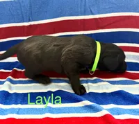 Layla, a female Labrador Retriever for sale in Fayetteville, OH – 2 of 6