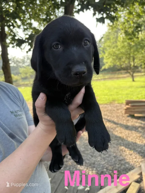 Minnie – Labrador Retriever puppy for sale in Fayetteville, OH