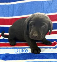Duke, a male Labrador Retriever for sale in Fayetteville, OH – 3 of 5