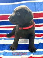 Cooper, a male Labrador Retriever for sale in Fayetteville, OH – 2 of 5