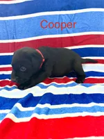 Cooper, a male Labrador Retriever for sale in Fayetteville, OH – 3 of 5