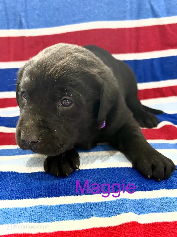Maggie – Labrador Retriever puppy for sale in Fayetteville, OH