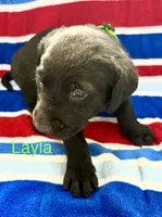 Layla, a female Labrador Retriever for sale in Fayetteville, OH – 3 of 6