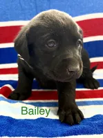 Bailey, a female Labrador Retriever for sale in Fayetteville, OH – 4 of 6