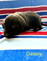 Daisey, a female Labrador Retriever for sale in Fayetteville, OH – 2 of 4