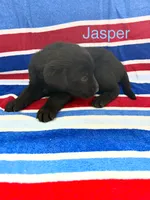 Jasper, a male Labrador Retriever for sale in Fayetteville, OH – 2 of 4